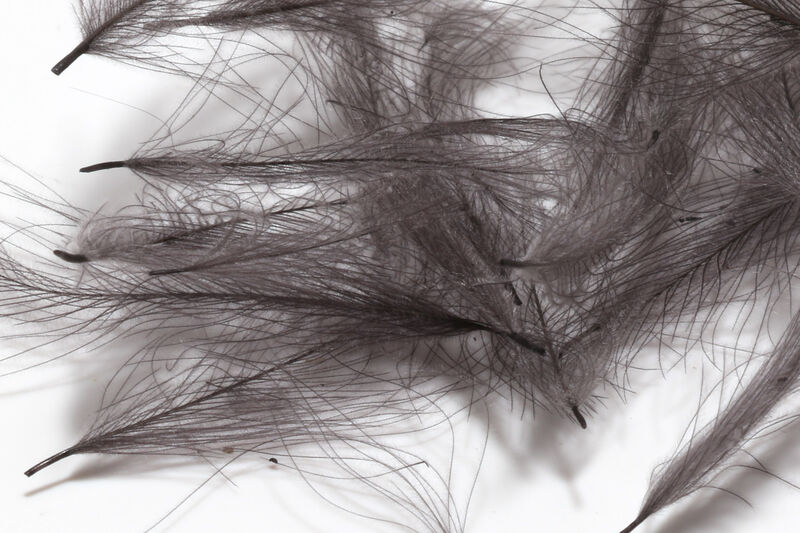 HARELINE CDC CUL DE CANARD