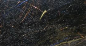 FLY FISH FOOD'S JR BRUISER BLEND