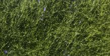FLY FISH FOOD'S JR BRUISER BLEND