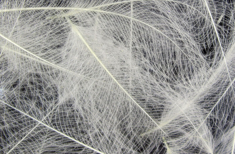 HARELINE CDC CUL DE CANARD