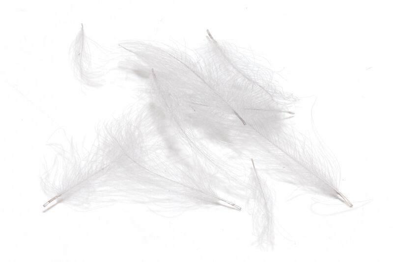 HARELINE CDC CUL DE CANARD