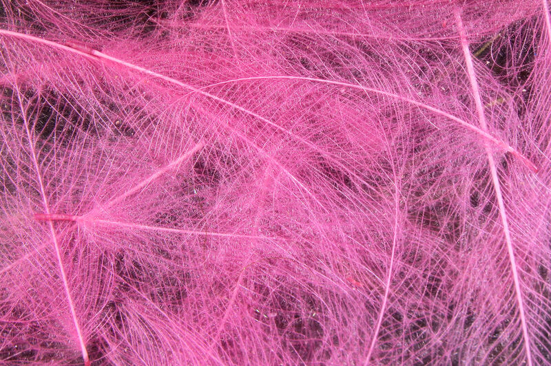 HARELINE CDC CUL DE CANARD