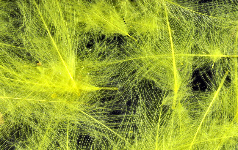 HARELINE CDC CUL DE CANARD