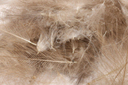 HARELINE CDC CUL DE CANARD