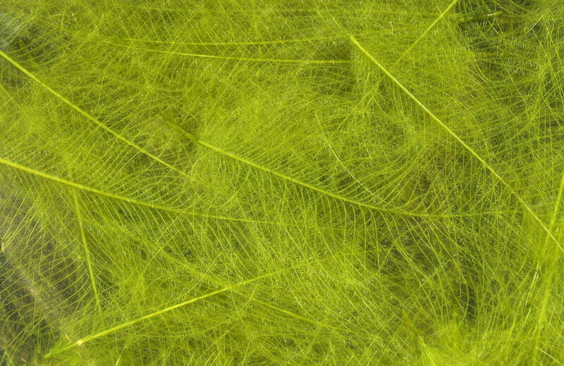 HARELINE CDC CUL DE CANARD