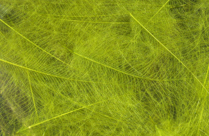 HARELINE CDC CUL DE CANARD