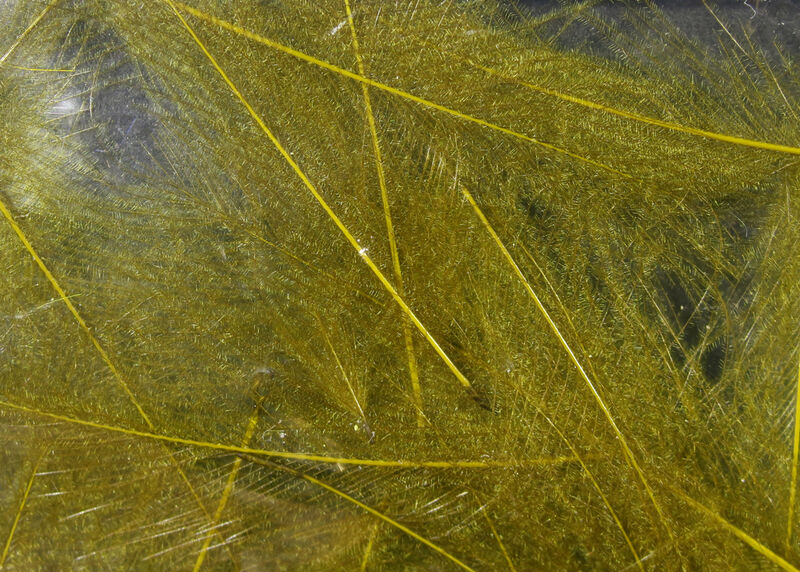 HARELINE CDC CUL DE CANARD