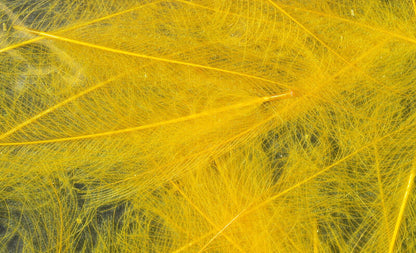 HARELINE CDC CUL DE CANARD