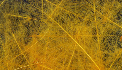 HARELINE CDC CUL DE CANARD