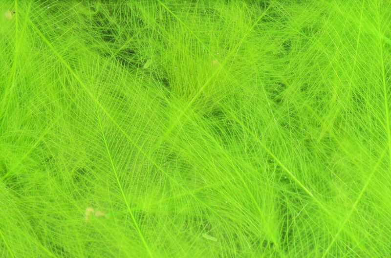 HARELINE CDC CUL DE CANARD