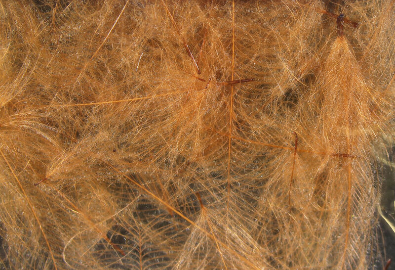 HARELINE CDC CUL DE CANARD