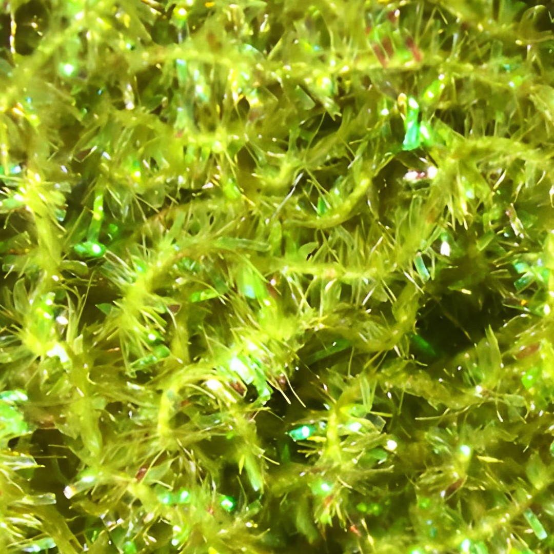 HARELINE CACTUS CHENILLE