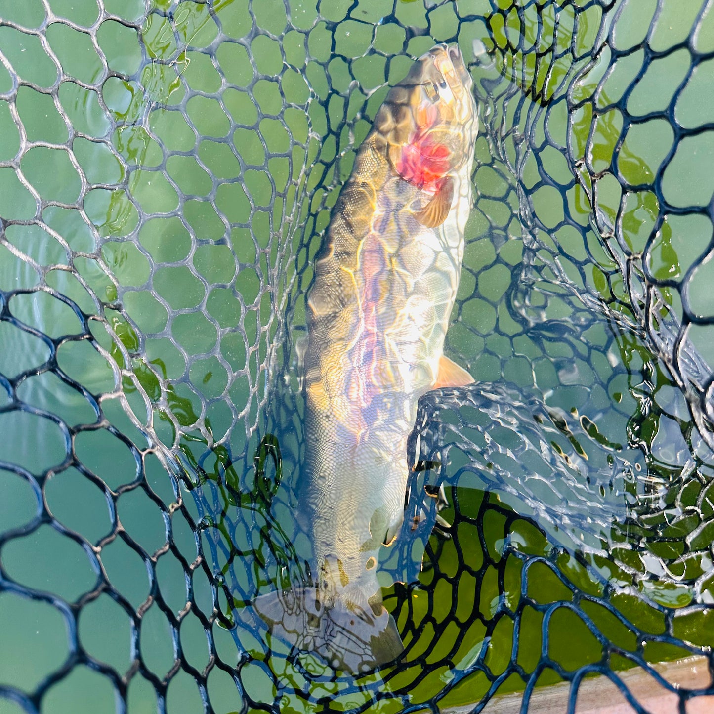 TODD'S MINI VAMPIRE BOMBER JIG FLY #14 BARBLESS