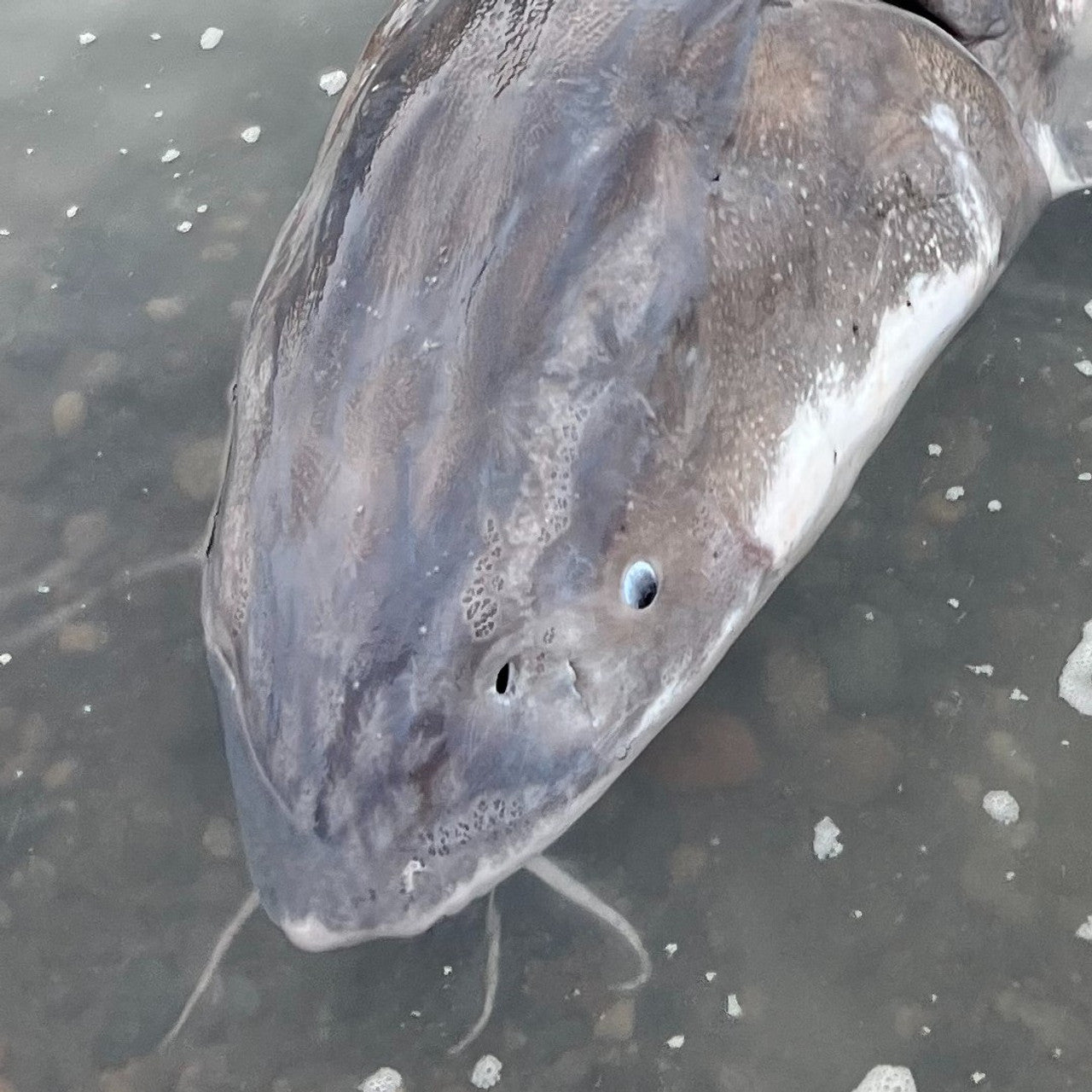 MARUTO 230 STURGEON BAIT HOOK 10/PK